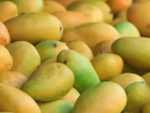 Kuttiattoor Mango 