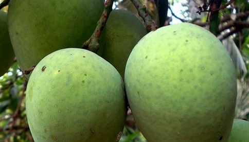 Kuttiattoor Mango