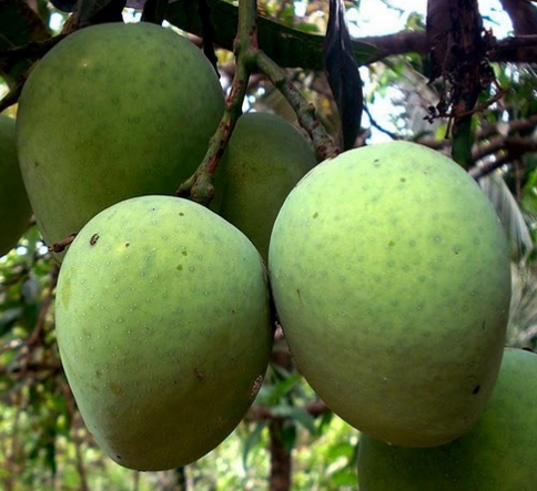 Kuttiattoor Mango